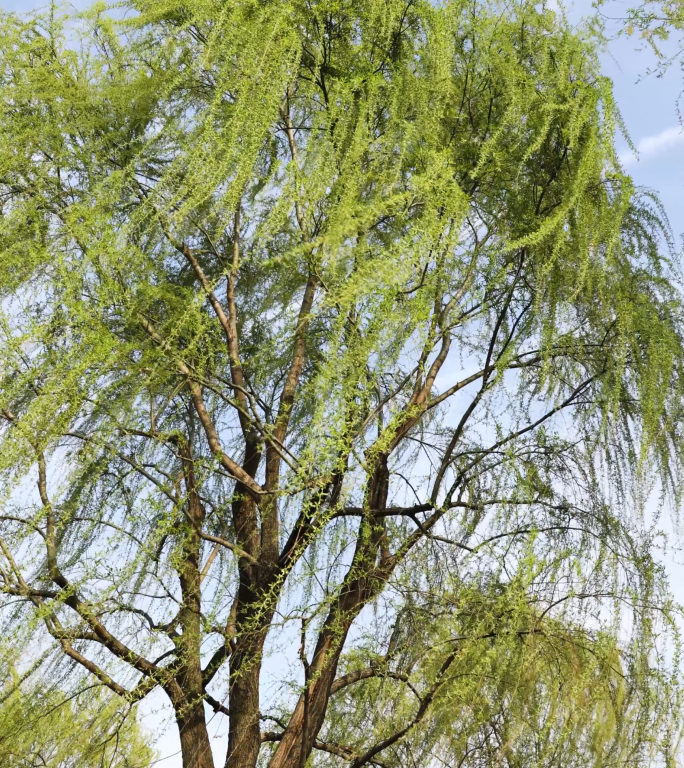 竖屏春天风景 垂柳 桃花 杭州西湖