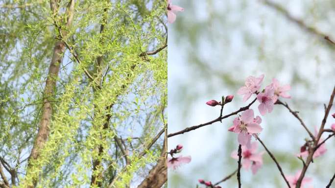 竖屏春天风景 垂柳 桃花 杭州西湖