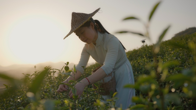 【实拍合集】绿茶采摘制茶泡茶