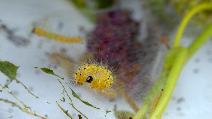 幼虫用蜘蛛网编织树木。美洲白蝴蝶(Hyphantria cunea)的毛虫，蛾落在叶子上的网虫检疫害