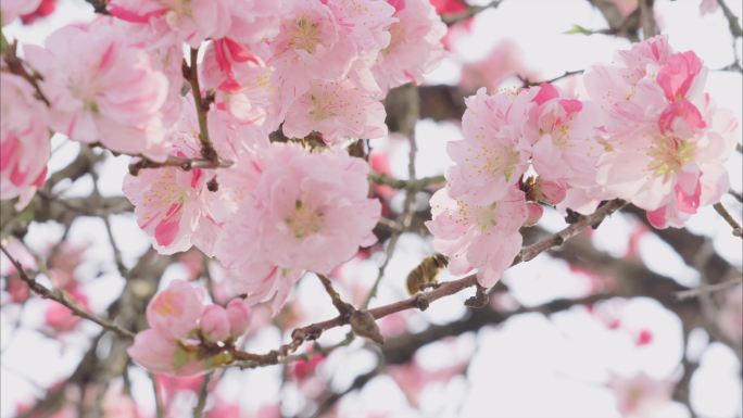 春暖花开桃花蜜蜂采蜜桃花坝航拍桃花林