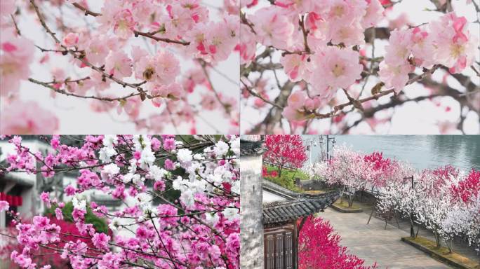 春暖花开桃花蜜蜂采蜜桃花坝航拍桃花林