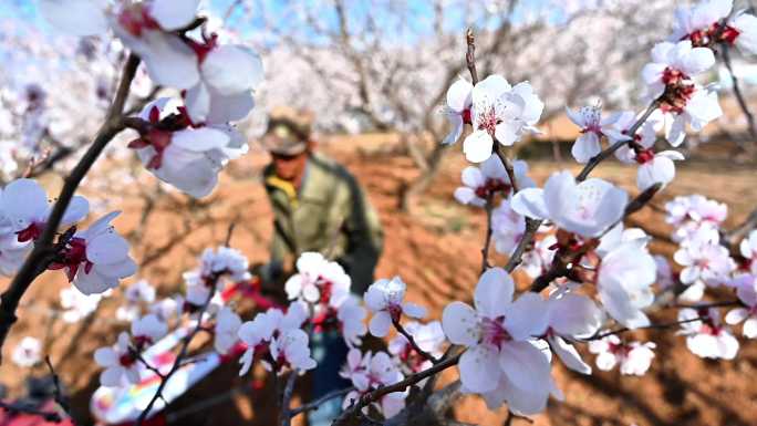 明媚春光下农民在盛开的杏花丛中翻土整地
