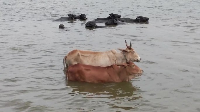 母牛和小牛站在河里