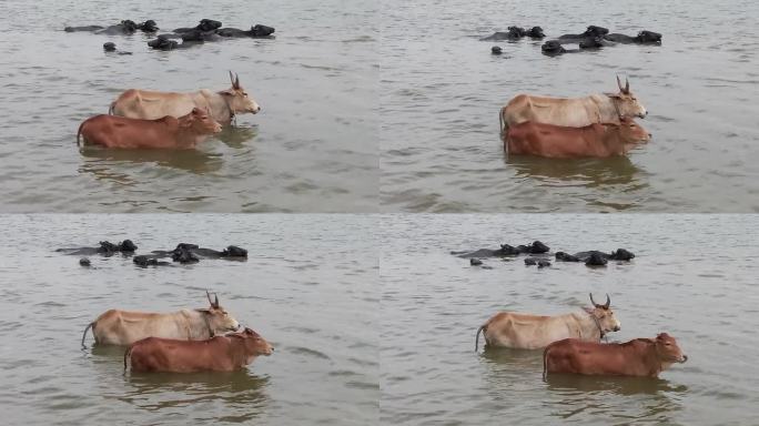 母牛和小牛站在河里
