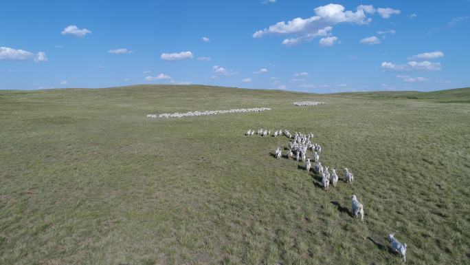 航拍 羊群 草原