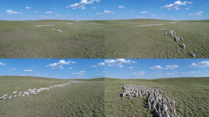 航拍 羊群 草原