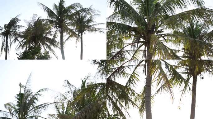 热带果树 椰子树 树干 叶片 椰子幼果