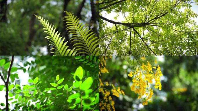 绿野仙踪 阳光树叶 人与自然 生态环境