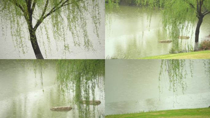 春天下雨柳树合集