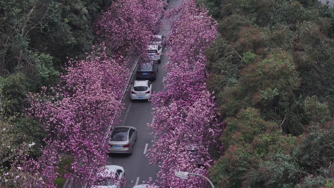 西安城市街道高新一路路边春天紫玉兰花开