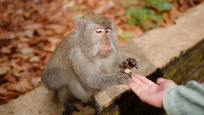 猴子从女孩手里拿了一颗花生吃了，猴子森林。