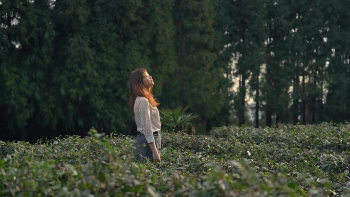 茶田中的少女