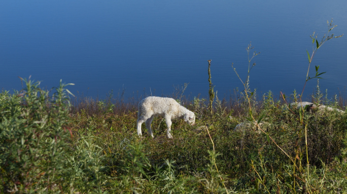 在河边草地上吃草的羊群唯美风景
