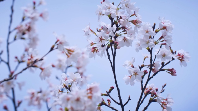 4K樱花 大片樱花 樱花林