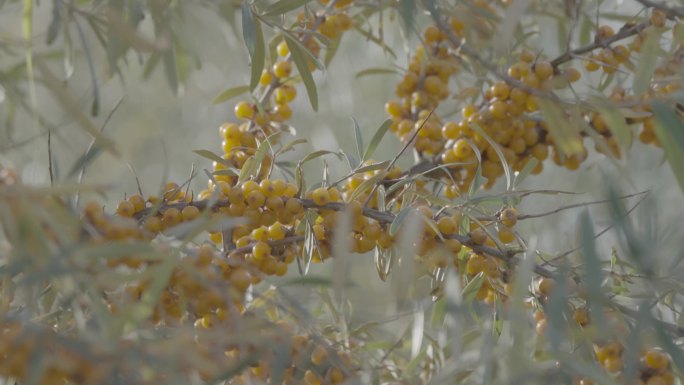 沙棘果沙棘汁沙地种植特色种植