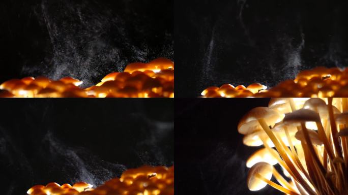 蘑菇拍摄金针菇孢子慢动作逆光