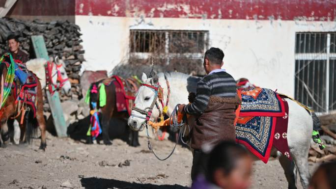 传统节日中藏民在安抚马匹