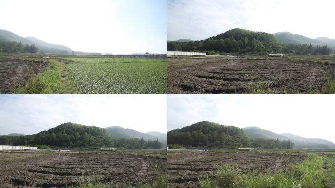 农村环境 农田 空心菜种植田 空心菜苗期