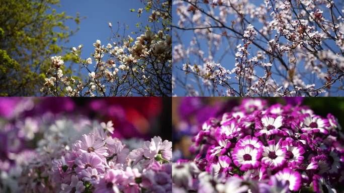 春天景色春光鸟语花香鲜花