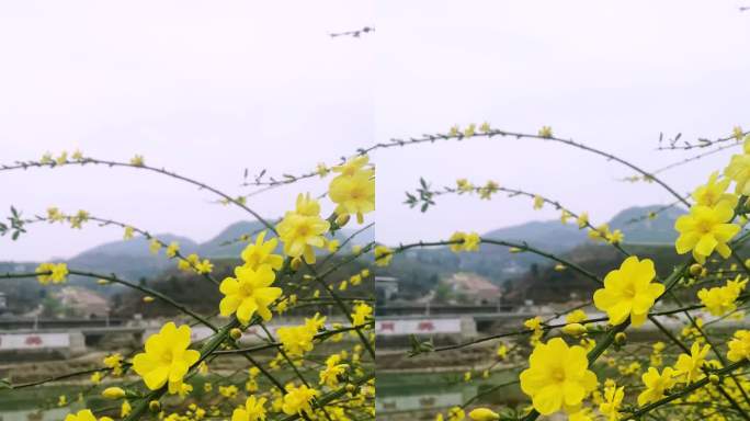 四川广元市朝天区嘉陵江沿岸的迎春花开