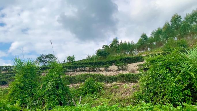 乡村蓝天美景山林茶园美景