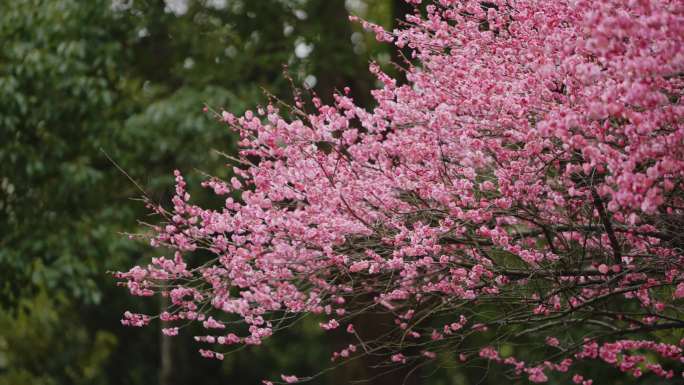 实拍春季景色春天盛开花梅花粉色花朵