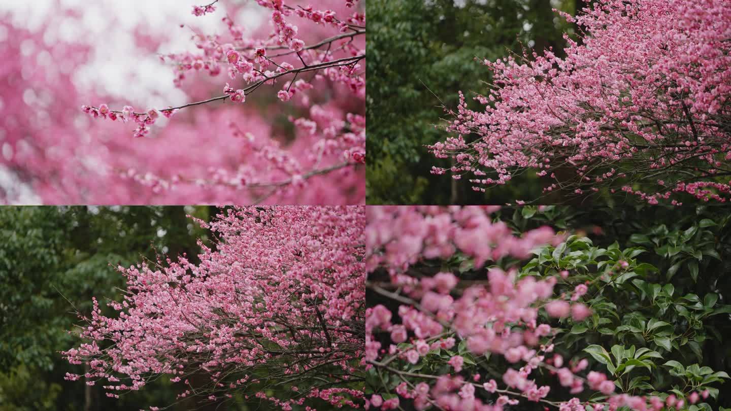 实拍春季景色春天盛开花梅花粉色花朵