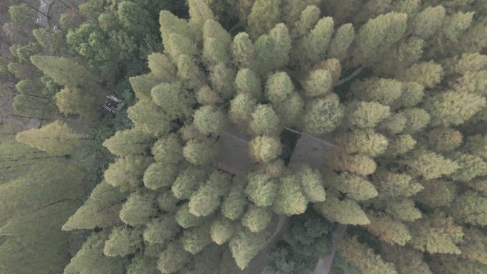 森林航拍正扣 水杉 俯拍横屏素材