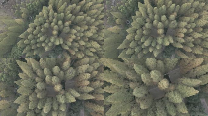 森林航拍正扣 水杉 俯拍横屏素材