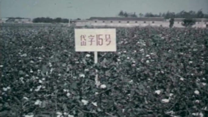 60年代农村棉花生产影像2