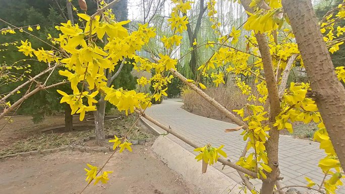 春日黄花木樨科连翘春花动态运镜鲜艳夺目