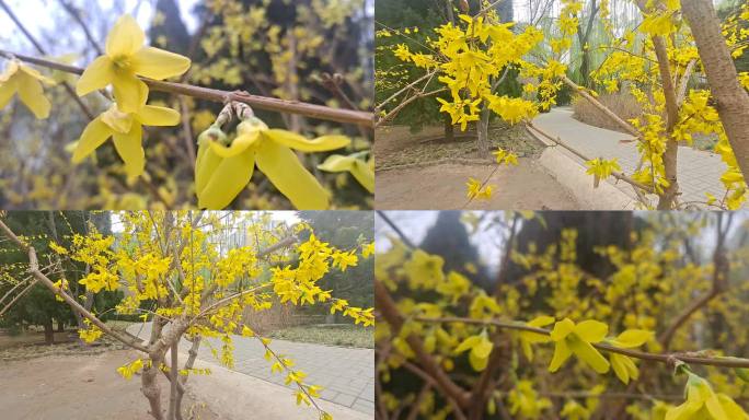 春日黄花木樨科连翘春花动态运镜鲜艳夺目