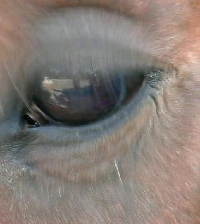马的眼睛很近。