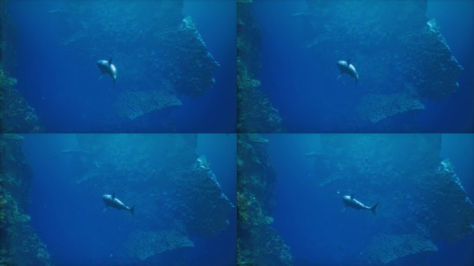 一条大鲨鱼游过珊瑚礁