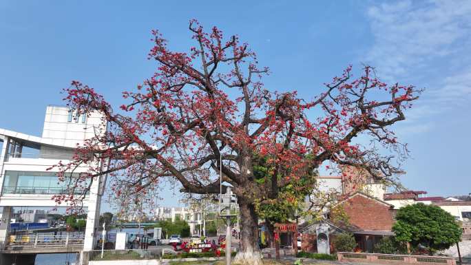 中国广东省佛山市顺德区新滘水闸木棉花