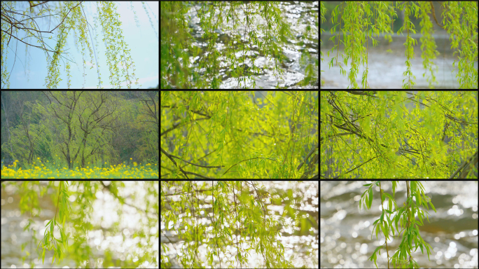 春天唯美清新的柳树柳枝素材合集