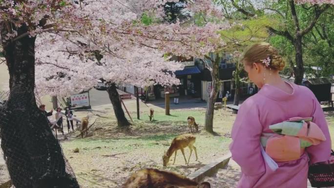 日本奈良旅游奈良的鹿