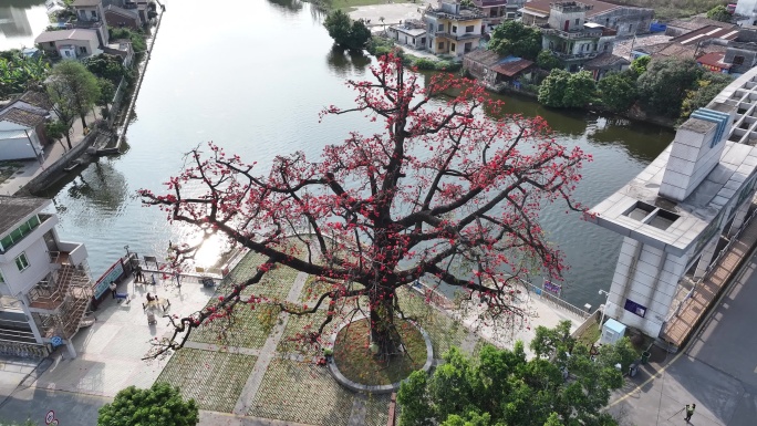 中国广东省佛山市顺德区新滘水闸木棉花