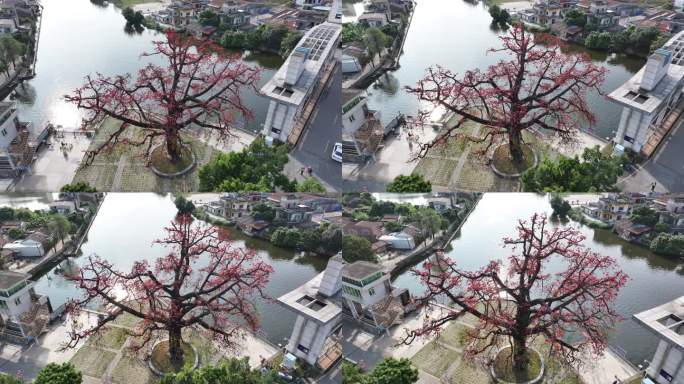 中国广东省佛山市顺德区新滘水闸木棉花