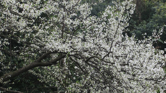 春雨绵绵唯美樱花花瓣随风飘落