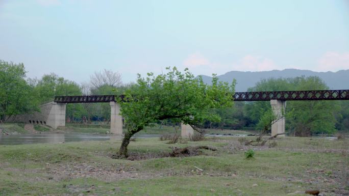 老铁桥 溪水河水 孤独的一棵树