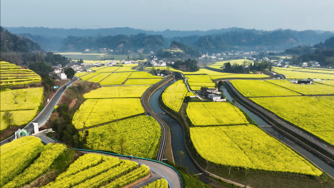 美丽乡村田园风光油菜花田现代农业园