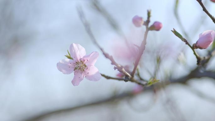 樱花广玉兰花湖边春日