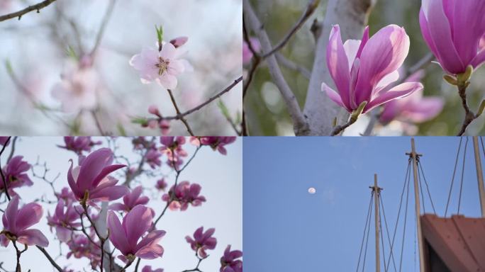 樱花广玉兰花湖边春日