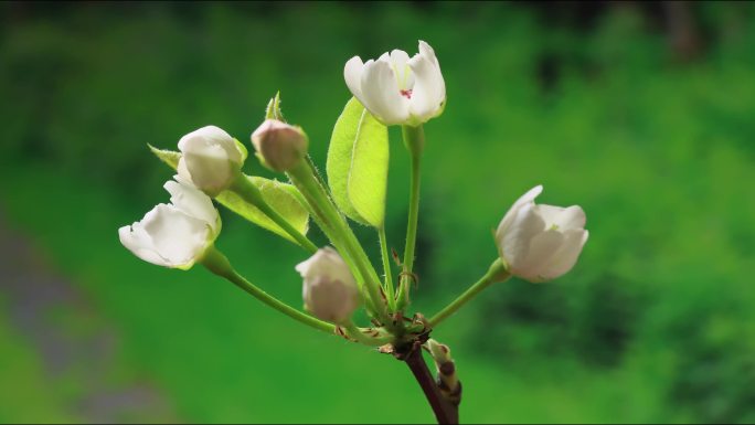 花开延时 梨花 春暖花开 万物复苏 唯美