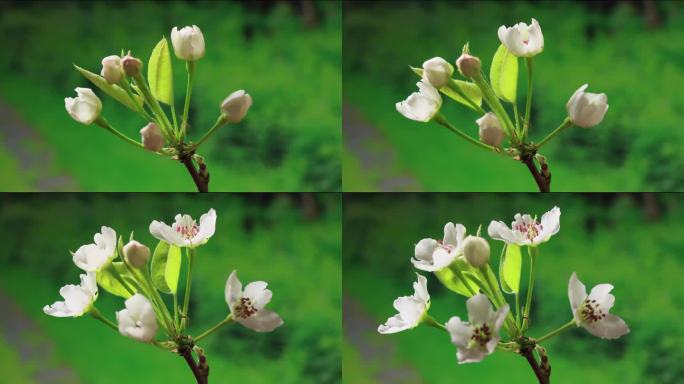 花开延时 梨花 春暖花开 万物复苏 唯美