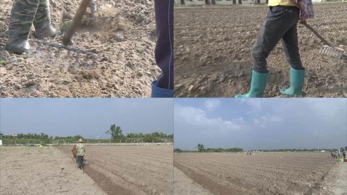 海南农村 农田 开沟起垄 整地 牛犁地