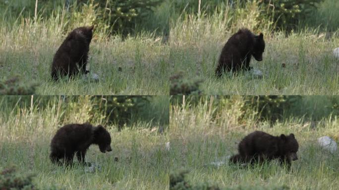 一只毛茸茸的小灰熊在草地上温柔地探索着周围的环境。柔和的黄昏的光线投下了温暖的光芒，突出了幼熊奇怪的