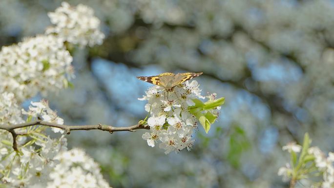 4K 梨花树 蝴蝶歇息